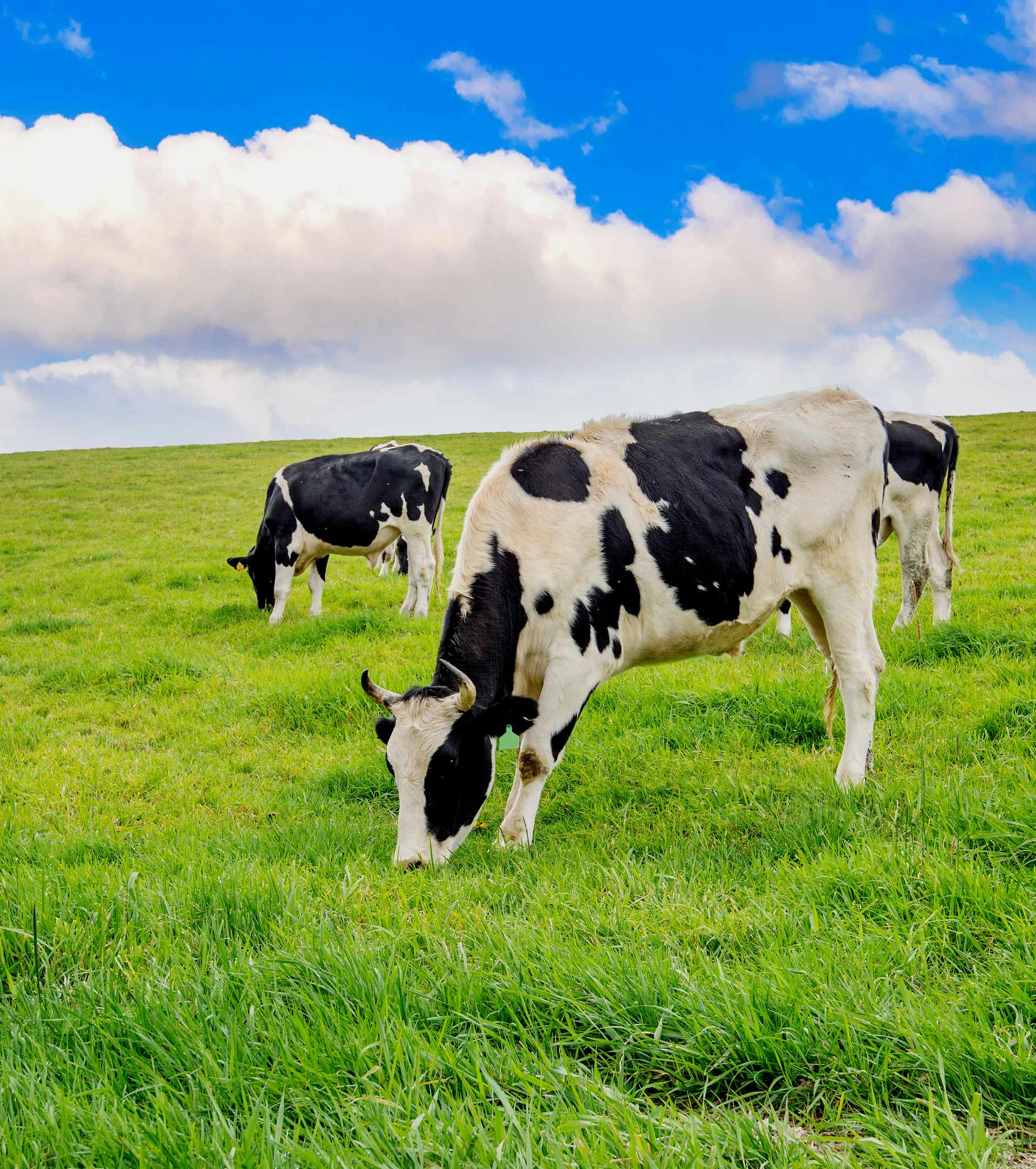 https://dailydelightpets.com/wp-content/uploads/2026/05/cows-grazing-field-against-sky.jpg